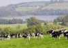 68 jobs to go at Lakeland Dairies in Monaghan