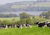68 jobs to go at Lakeland Dairies in Monaghan