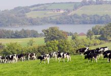 68 jobs to go at Lakeland Dairies in Monaghan