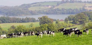 68 jobs to go at Lakeland Dairies in Monaghan