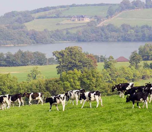 68 jobs to go at Lakeland Dairies in Monaghan