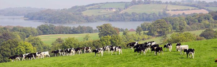 68 jobs to go at Lakeland Dairies in Monaghan