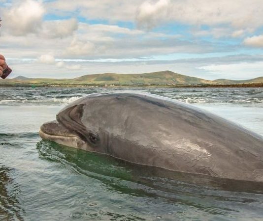 Nuala Moore and her training buddy, Fungie. Nuala is an extreme swimmer - Image Credit Nuala Moore