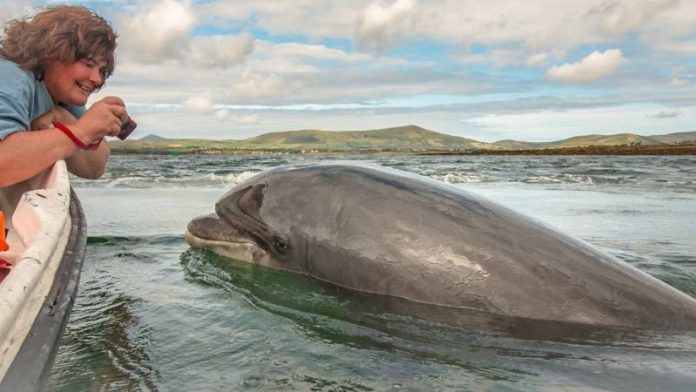 Nuala Moore and her training buddy, Fungie. Nuala is an extreme swimmer - Image Credit Nuala Moore Nuala Moore and her training buddy, Fungie. Nuala is an extreme swimmer - Image Credit Nuala Moore
